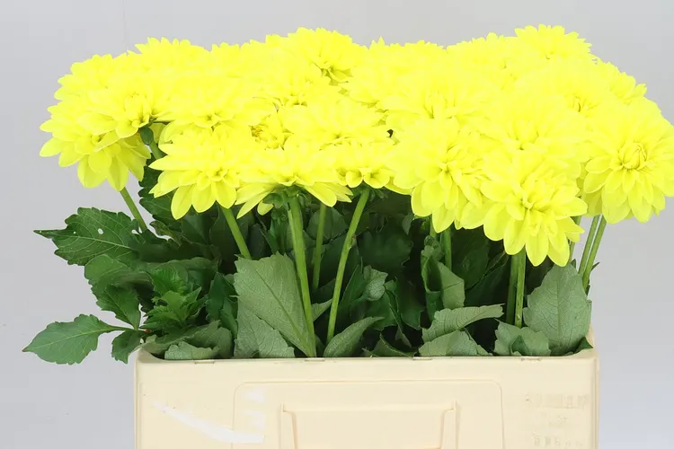 Dahlia Sunlady 60 cm