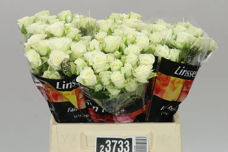 Rosa Tr Snow Flake A2 40 cm