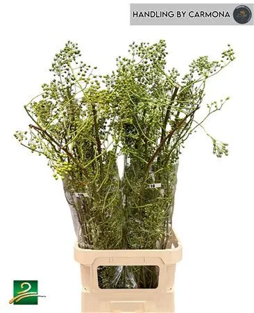 Rozenbottel Corallo Green 110 cm
