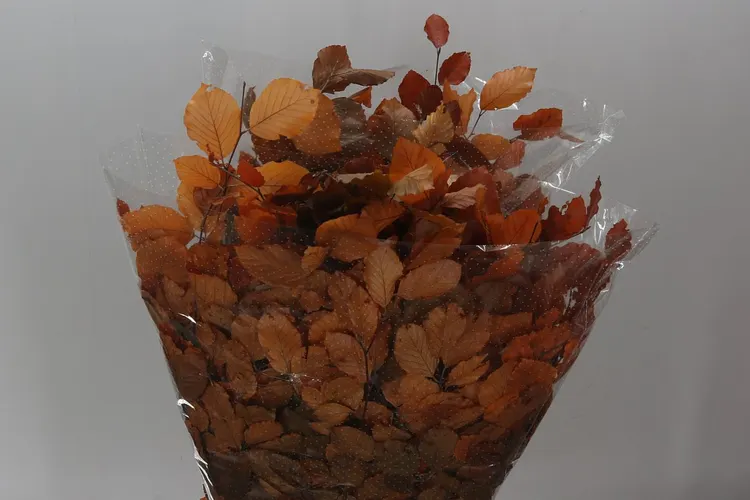 Beuk Orange 90 cm