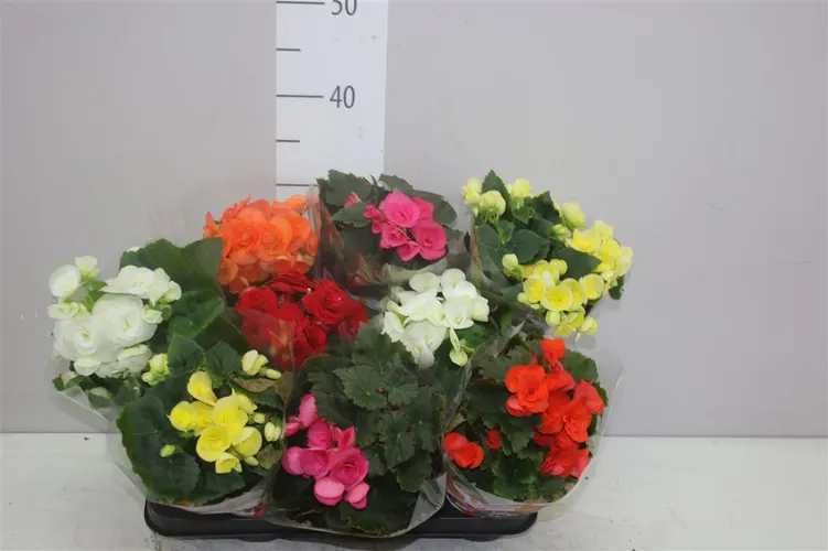 Begonia Du Gemengd črepník 9 cm