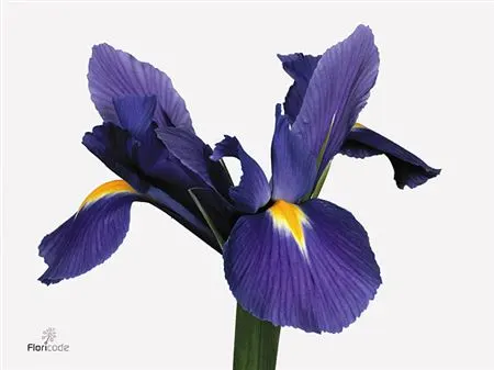 Iris Blue Magic 60 cm