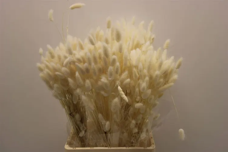 Dried Lagurus Bleached 65 cm