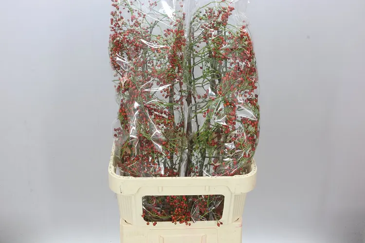 Rozenbottel Corallo 90 cm