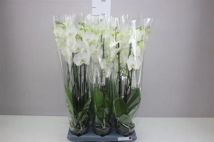 Phal Wit 4 Tak črepník 12 cm