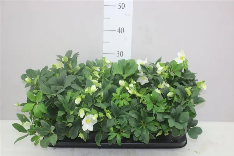 Helleborus N Happy Day 10+ črepník 12 cm