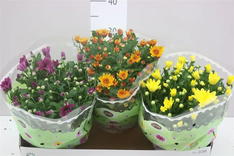 Chrysanth Gemengd črepník 23 cm
