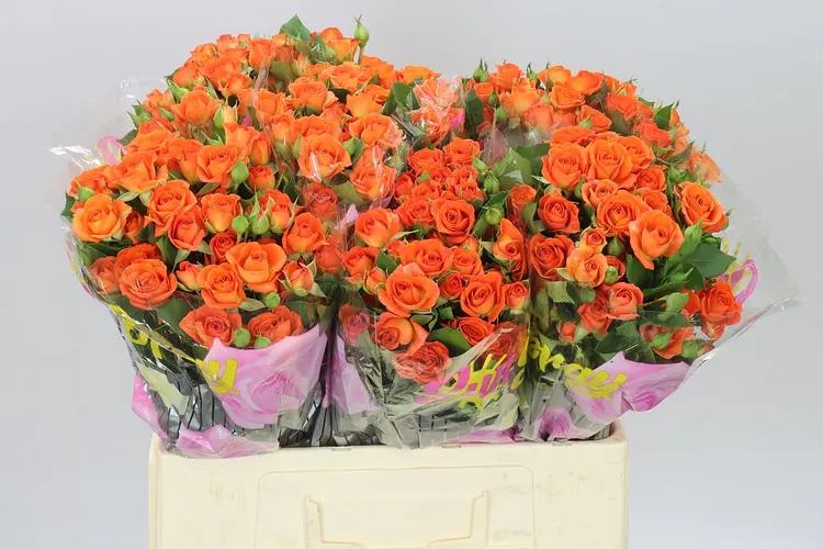Rosa Tr Babe 2/4 60 cm
