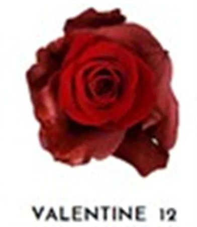Ruža farbená Valentine 12, Ekvádor 50 cm