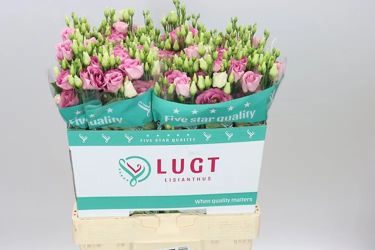 Eust Du Rosita Pink 70 cm