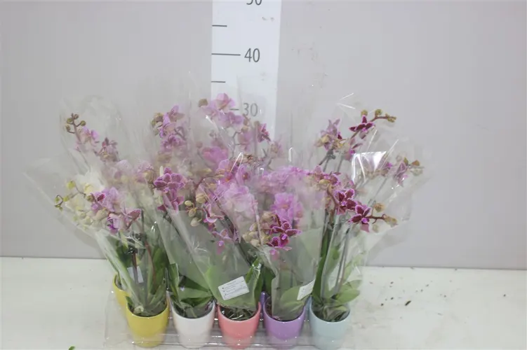 Phal Mini Mix 2 Tak Keramiek črepník 6 cm