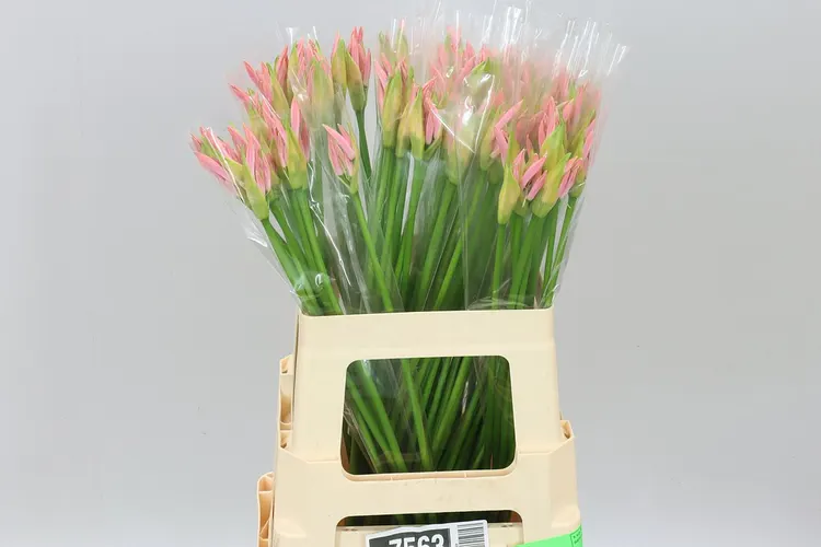 Nerine Bo Vesta K 60 cm