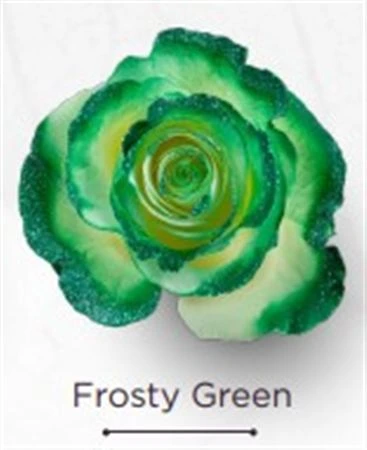 Ruža farbená Frosty Green, Ekvádor 50 cm