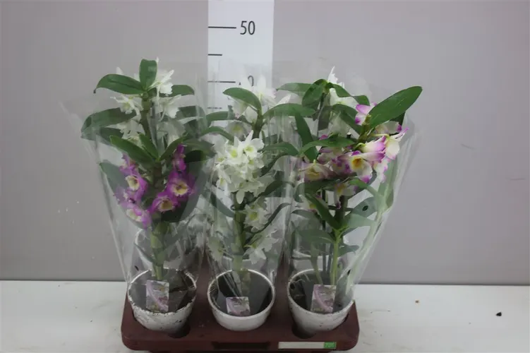 Orchidea Dendrobium Nobilee mix 4+, 1 výhon črepník 12 cm