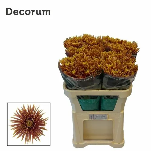 Chr G Saffina Dark 70 cm