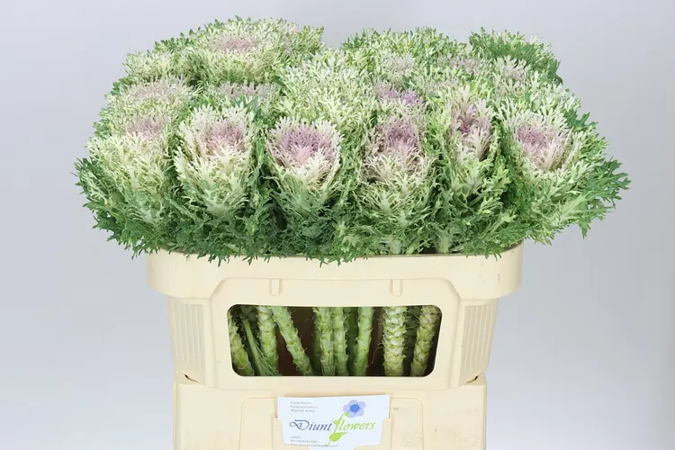 Okrasná kapusta King 70 cm