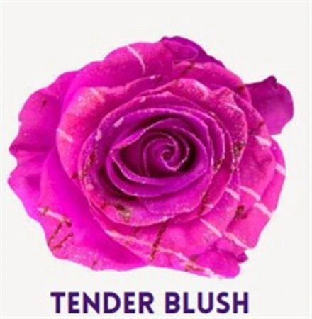 Ruža farbená Tender Blush, Ekvádor 50 cm