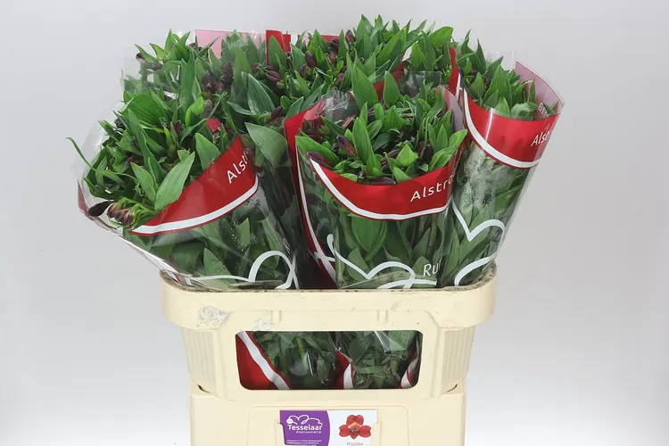 Alstro Rumba 75 cm