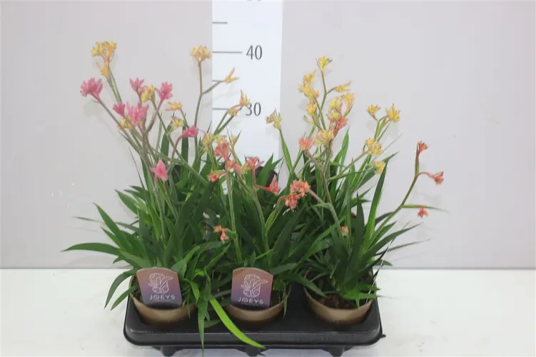 Anigozanthos mix črepník 12 cm