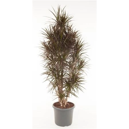 Dracéna Magenta rozvetvená črepník 48 cm