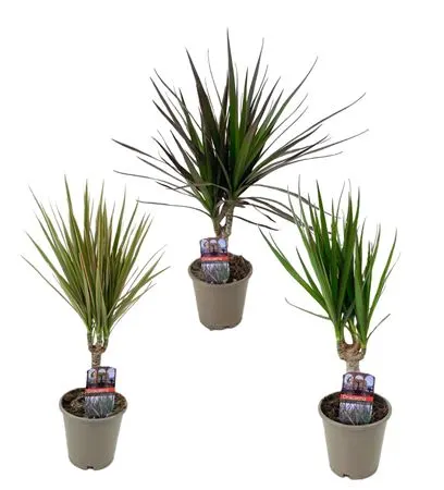 Dracaena Marginata Mix 1 Stam črepník 12 cm