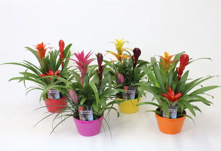 Bromelia Mix In Elle Schaal črepník 17 cm