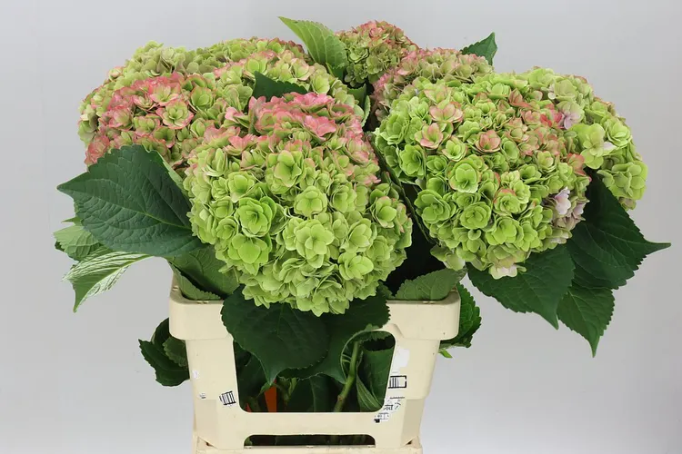 Hyd Kiss Classic Green Red 65 cm