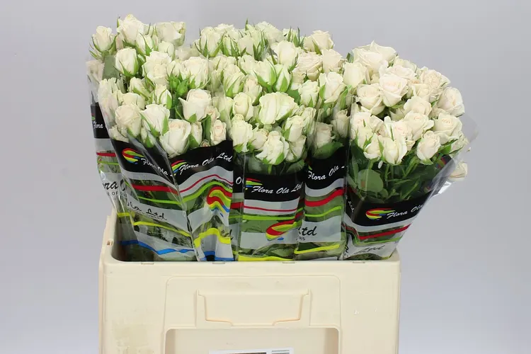 Rosa Tr Royal Porcelina Imp 60 cm