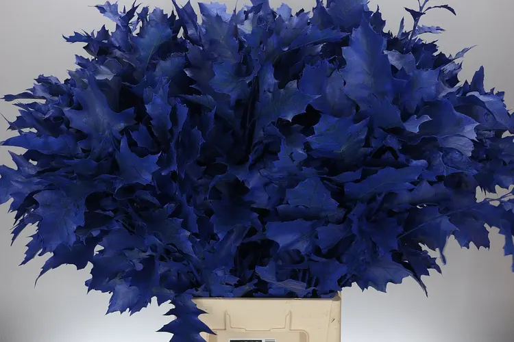 Quercus Rubra Blue 20st 80 cm