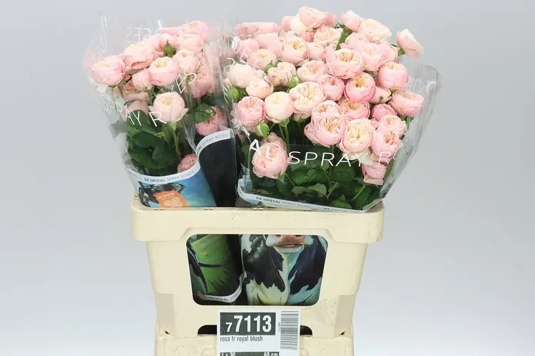 Rosa Tr Royal Blush 60 cm