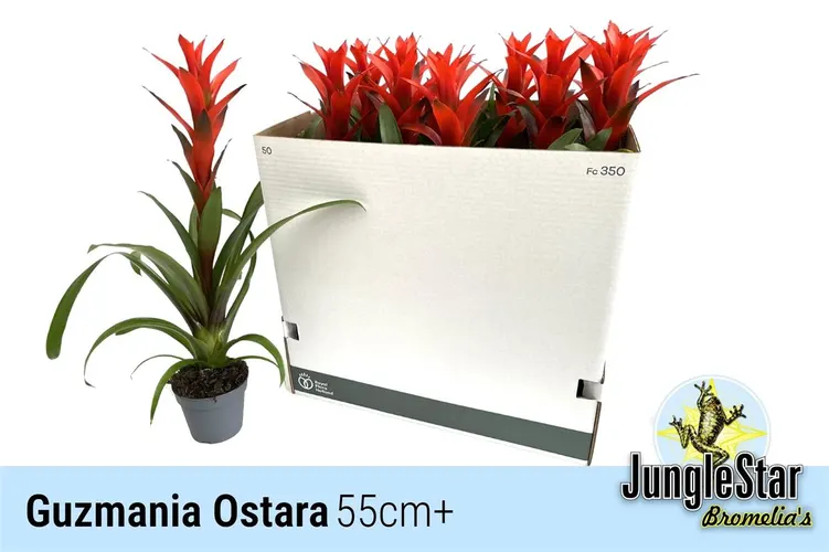 Guzmania Ostara črepník 13 cm
