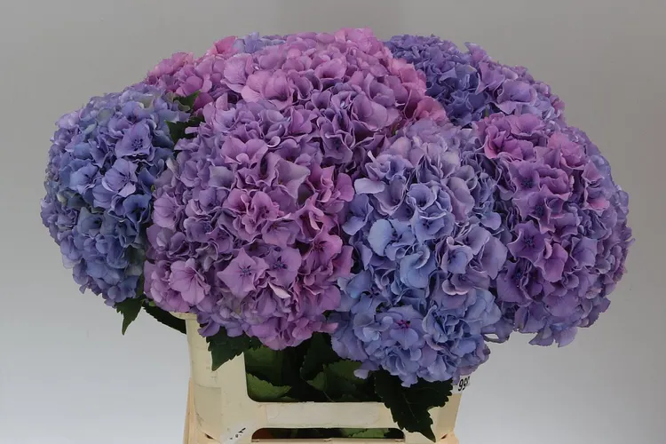 Hydrangea Salute Lavendel 60 cm