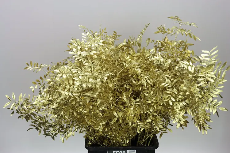 Pistácia Short Gold 50 cm