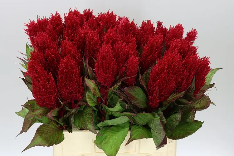 Celosia P Century Red 65 cm