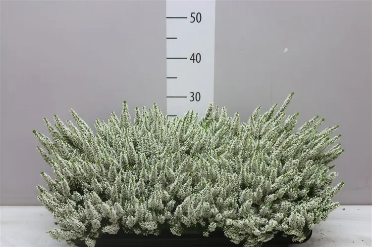 Calluna Beauty Ladies Wit črepník 10,5 cm