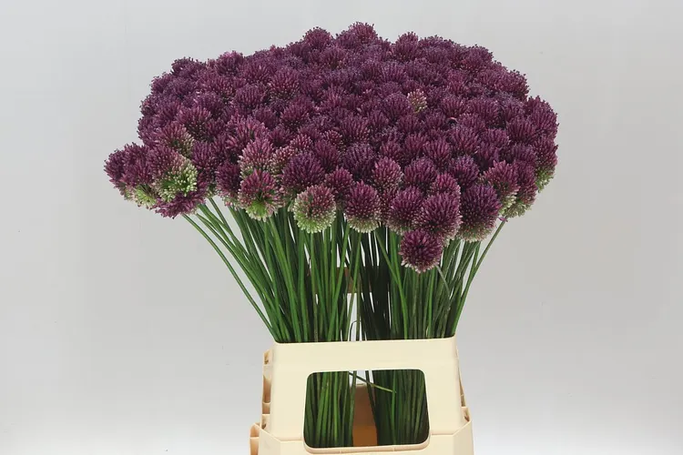 Allium Sphaerocephalon 75 cm