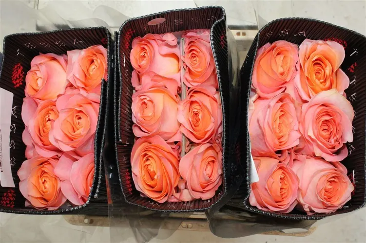 Rosa Gr Ec Corral Reef 50 cm