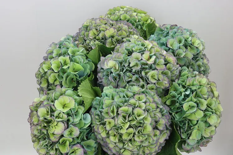 Hortenzia Mammoet Blue Classic 65 cm