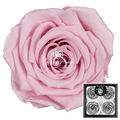 Pres. Bellisima Pin04