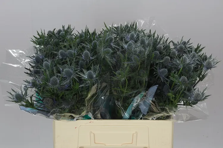 Eryngium / Kotúč (hlavný sklad)