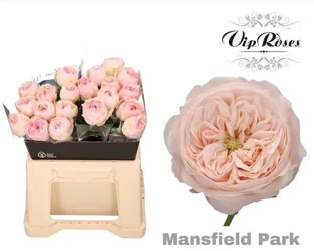 R Kl Mansfield Park X20 40 cm