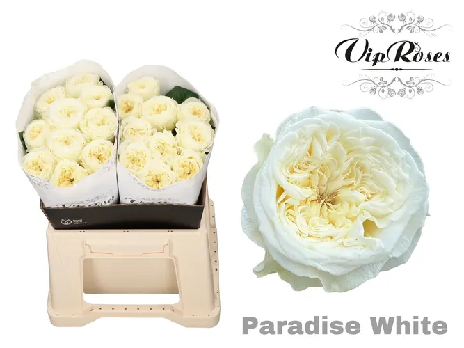 R Gr Paradise White X20 40 cm