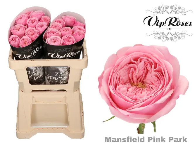 R Kl Pink Mansfi Park X20 50 cm