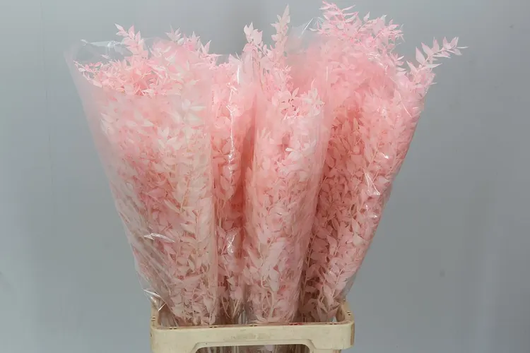 Ruscus Light Pink 65 cm