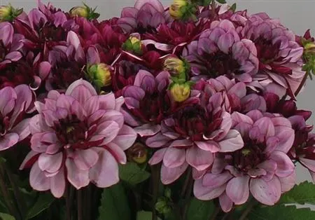 Dahlia Creme De Cassis 45 cm