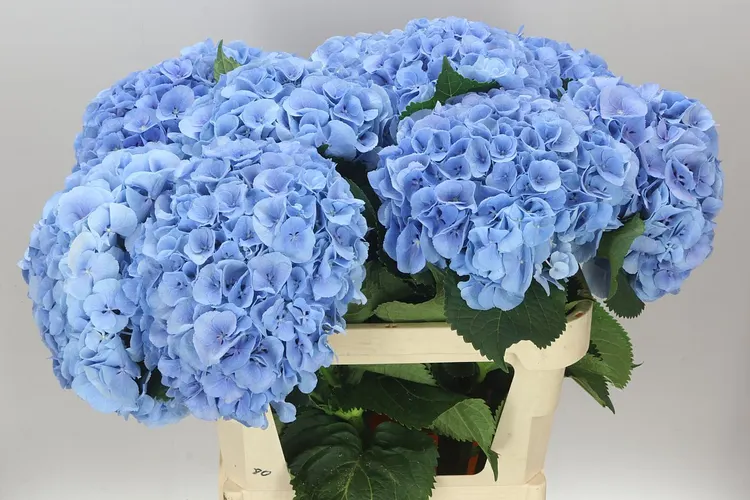 Hyd Mammoet Blue 80 cm