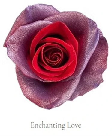 Ruža farbená Enchanting Love, Ekvádor 50 cm