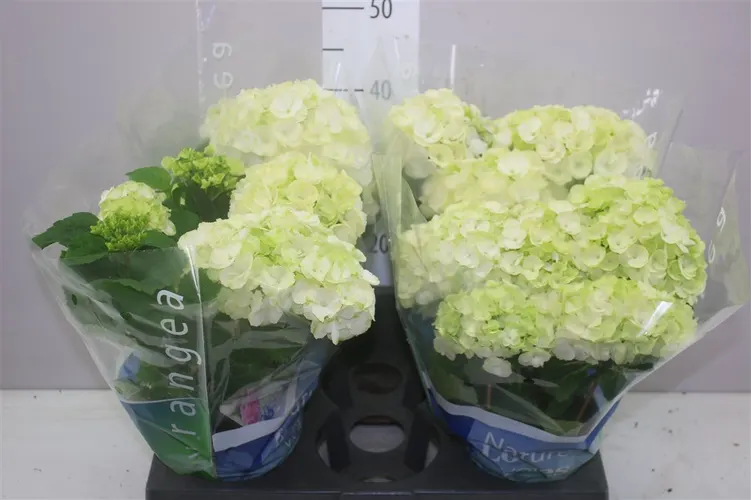 Hydrangea Wudu 5-6 črepník 15 cm