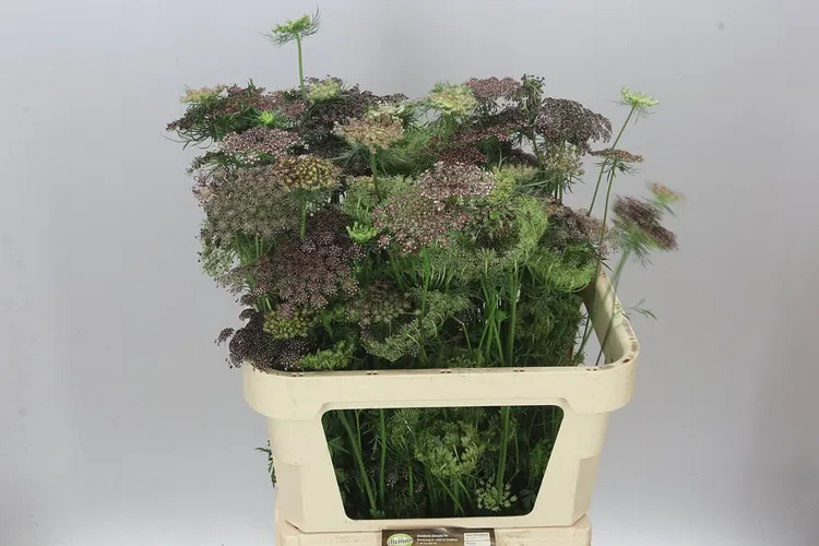 Ammi Daucus Carota Dara 80 cm