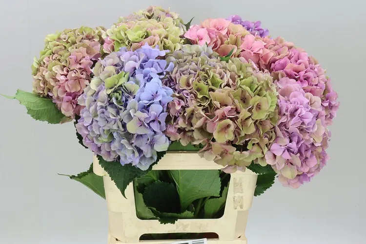 Hyd Parade Dream Classic 60 cm